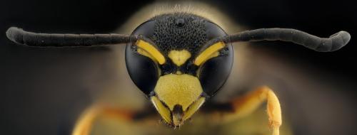 Allodynerus delphinalis